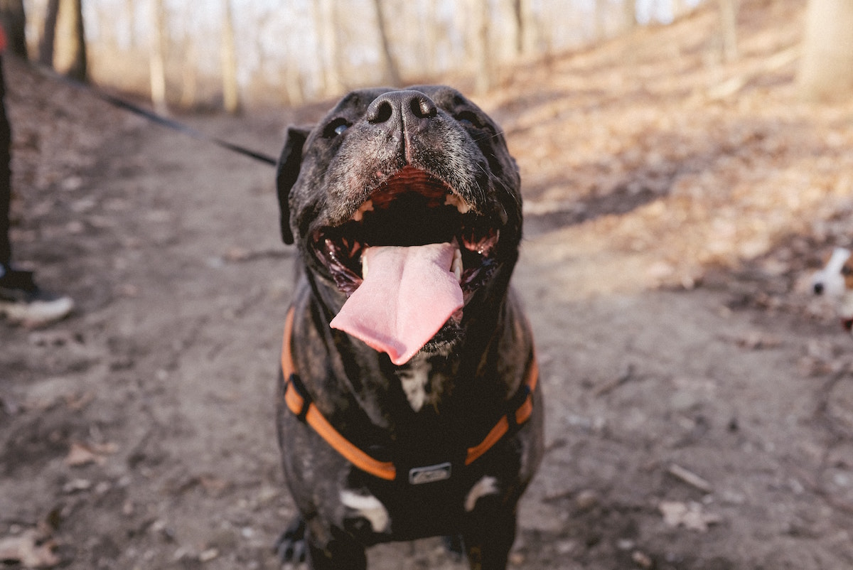 BARK Ranger Dog Collar Tag