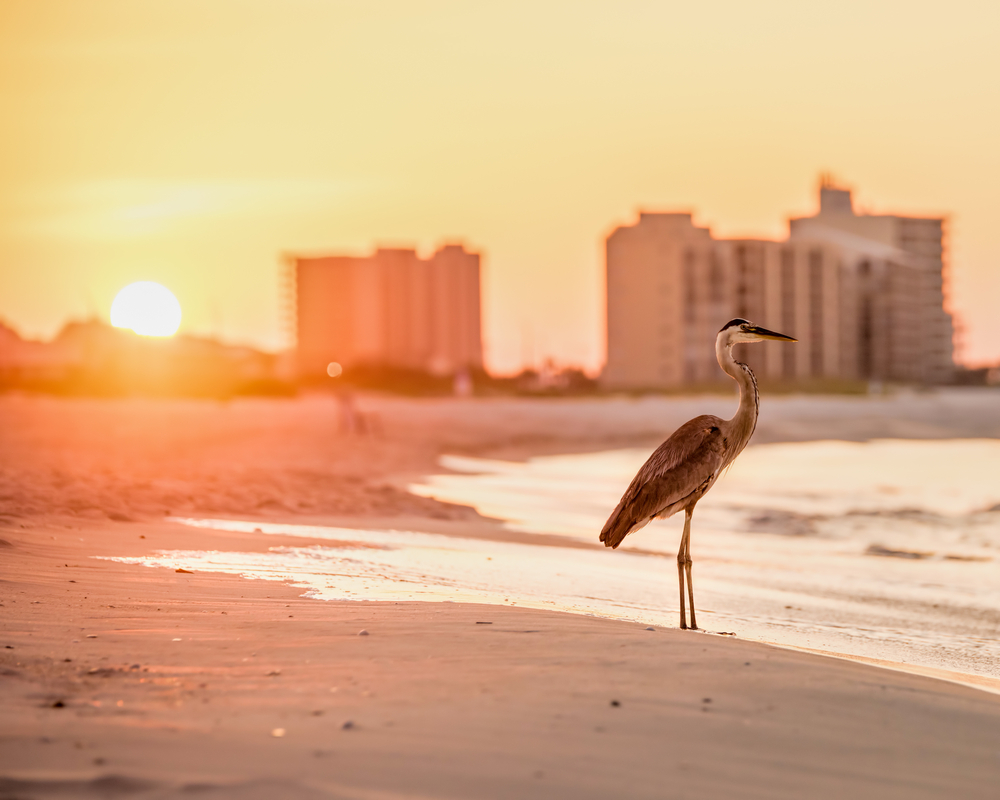 Heron at sunrise in Orange Beach, Alabama