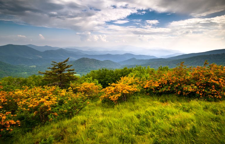 Orange azalea blooms line the grassy edge of a mountain, looking out over a forested valley of mountains under a cloudy sky.