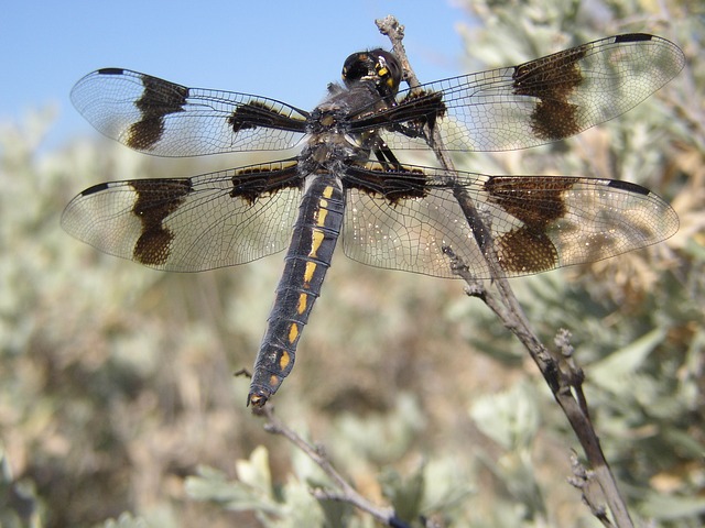 A dragon fly at Cowiche Canyon