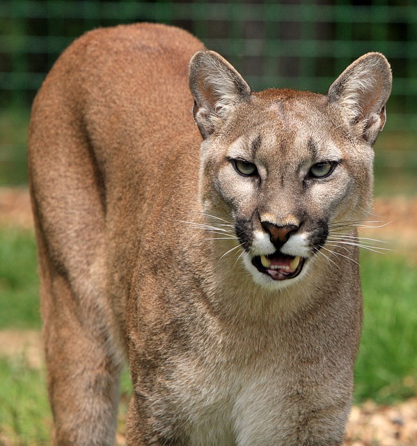 a mountain lion looking ready to pounce at the camera