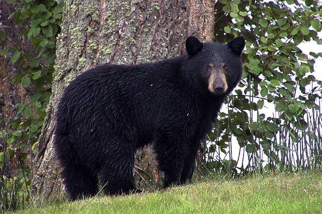 a black bear near a tree, staring at the camera