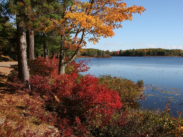 Acadia National Park in fall with red autumn leaves dropping next to a still lake