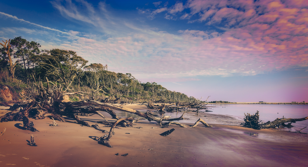 Black Rock Beach with its fallen trees on Big Talbot State Park, nearby Amelia Island State Park