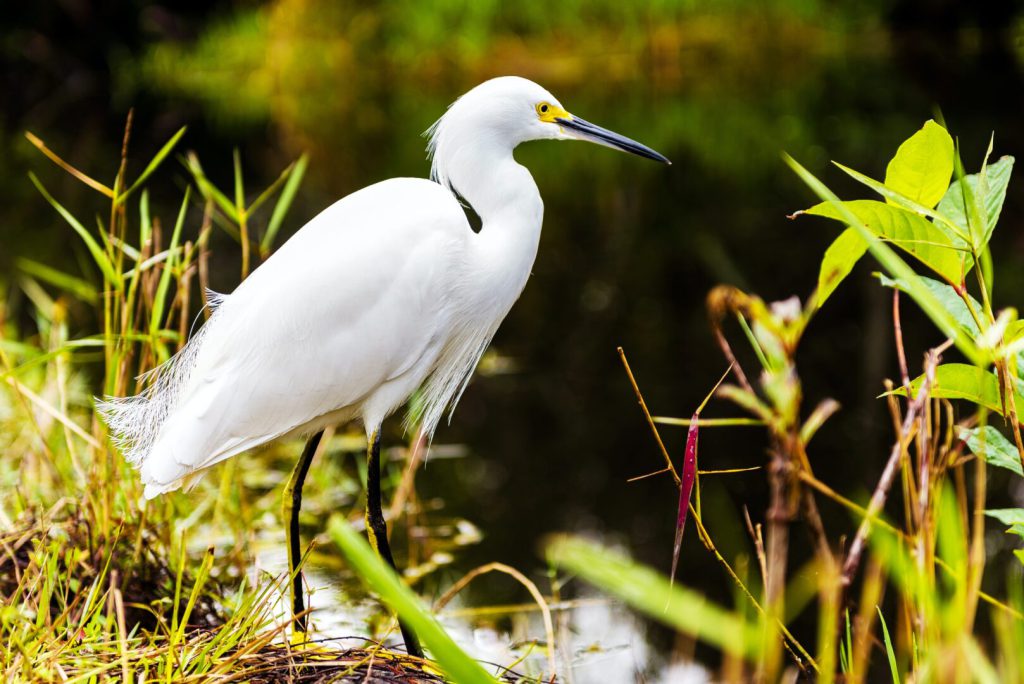 Bird at Everglades National Park