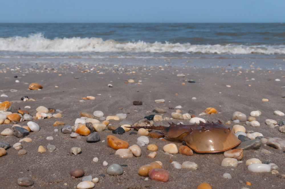  Horseshoe crab on Broadkill Beach