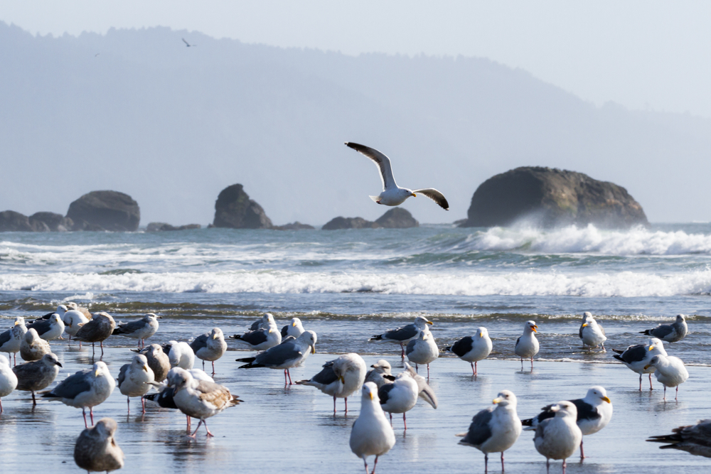 Large colony of sea gulls enjoying a sunny day in Pebble Beach, Crescent City California as they gather along the mouth of Marhoffer creek