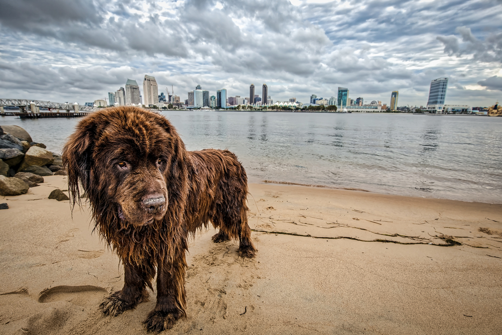 A brown Newfoundland near the ferry landing in Coronado, CA.