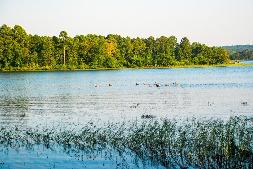 Geese on Degray Lake Arkansas