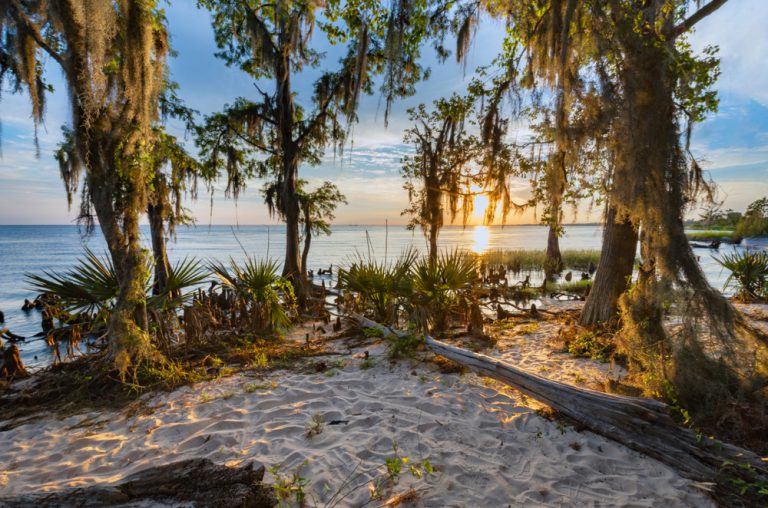 A sand dune covered with trees and green vegetation sits above a calm bay shore, the sun setting in the distance.