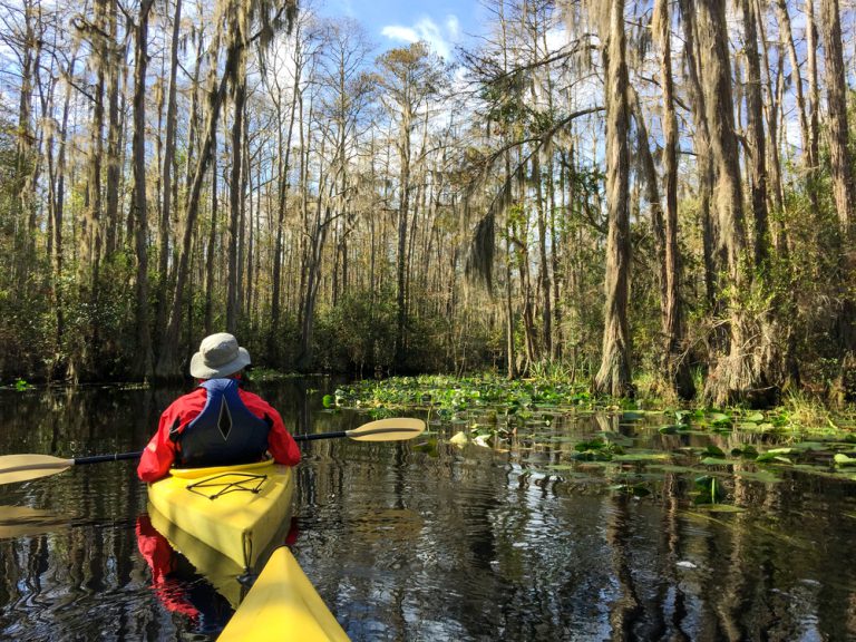 A person in a yellow kayak paddling through swampy forest. Another kayak is peeking into the bottom of the frame.