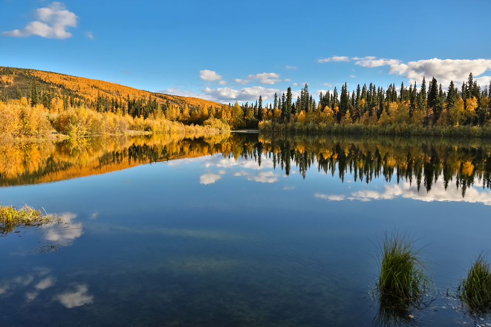 Panoramic view of the crystal clear 48 Mile Pond with reflections in fall, Chena River State Park, Alaska