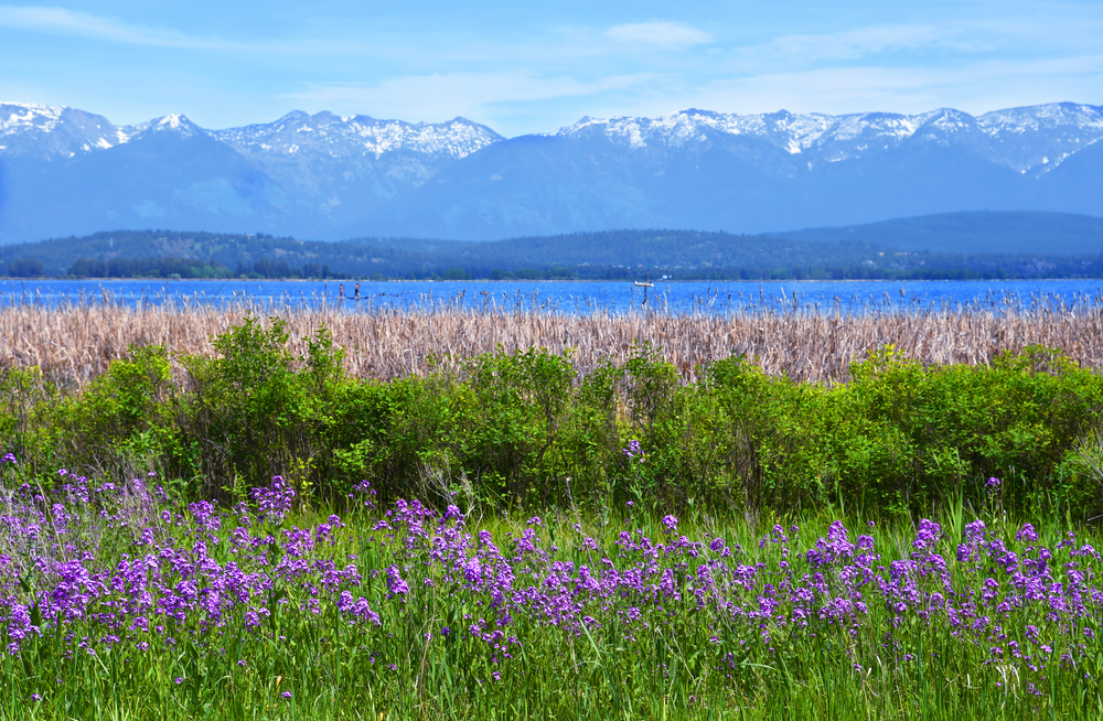 Purple sweet rocket wildflowers bloom in front of rows of wild roses, cattails, Flathead Lake and the Swan Mountain Range near Somers, Montana