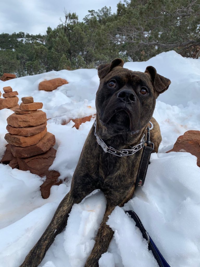 Dog lays in snow during a hike