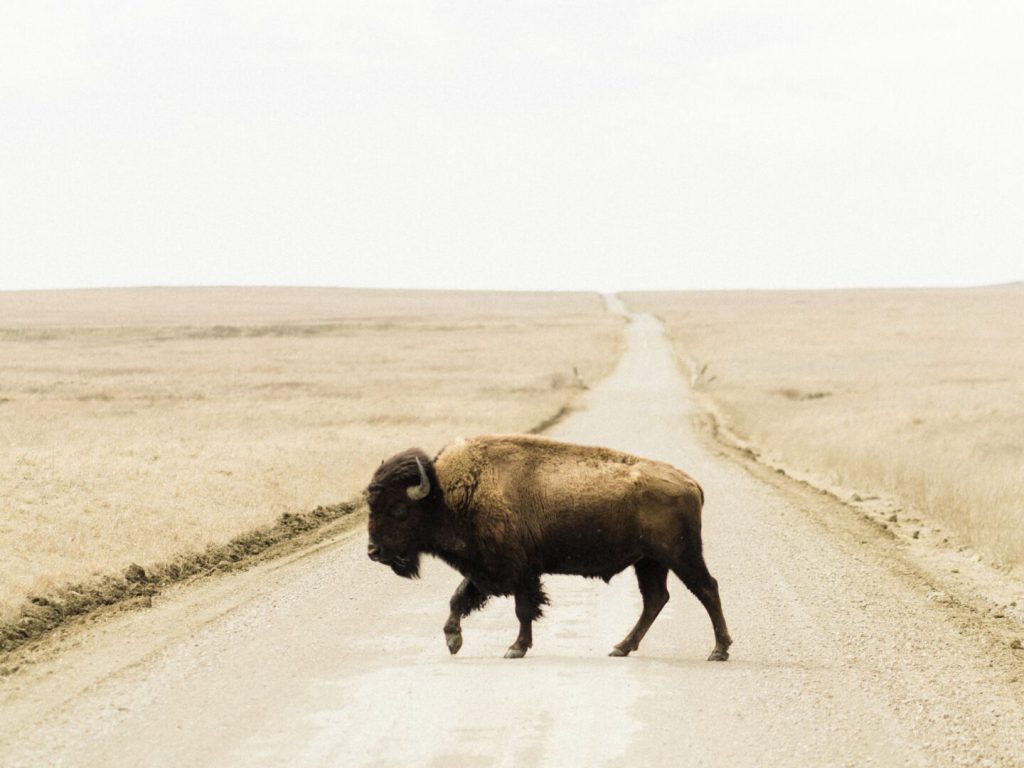 Bison on a Prairie