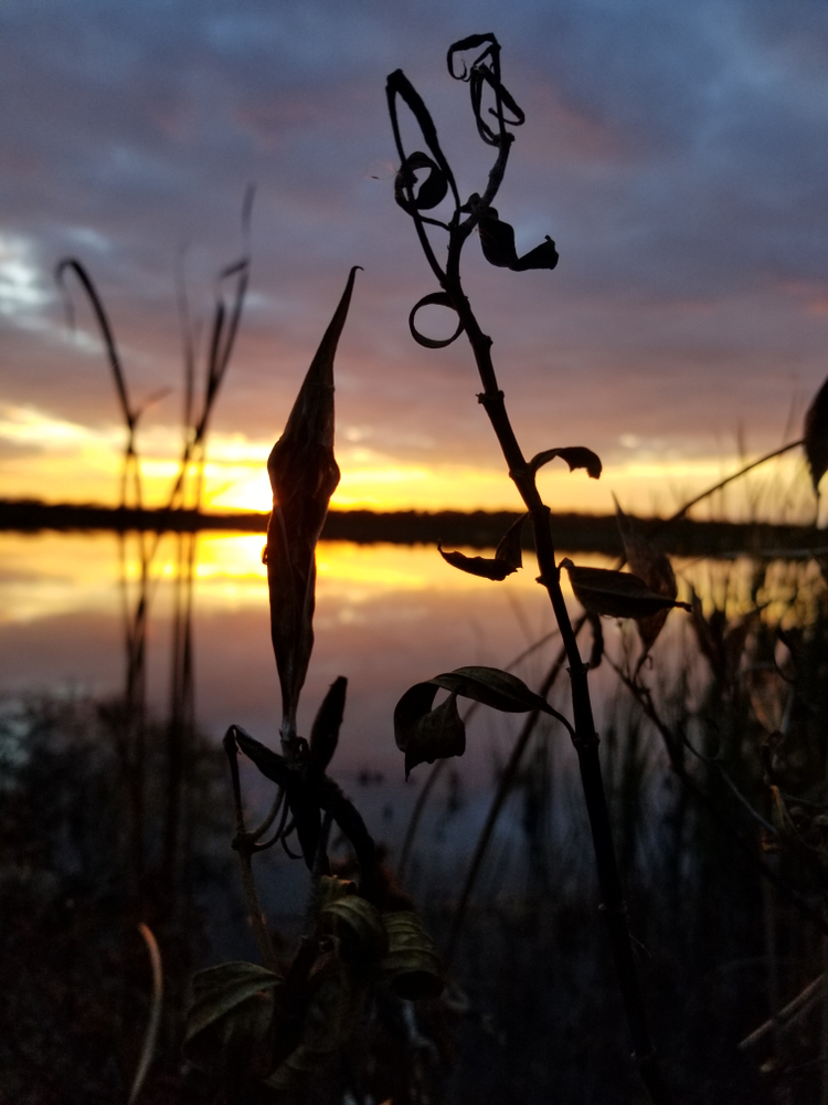 Reeds near lake in sunset, Kill Creek Park, Johnson County, Kansas, fall 2018