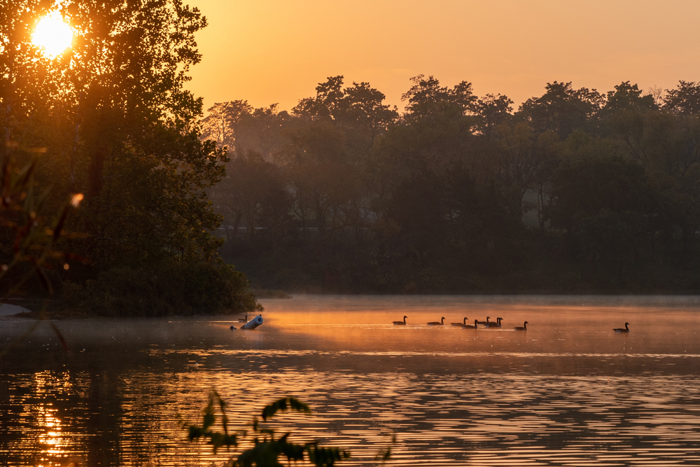 Ducks swim on Shawnee Mission Lake at dawn
