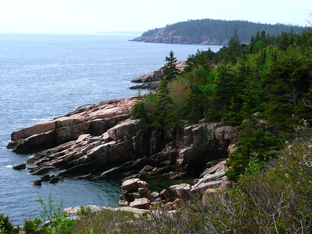 the coastline of Acadia National Park with pine trees reaching down to the rocky shore