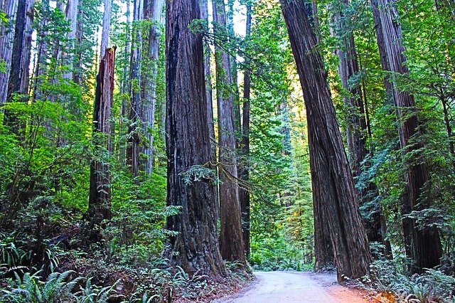 tall redwood trees at Redwood National Park