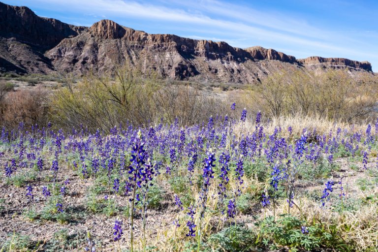 Bluebonnet flowers in and desert shrubbery in front of a rocky mountain.