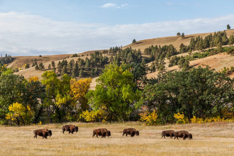 A herd of buffalo grazing on beige colored grass in front of tall green trees and rolling hills.