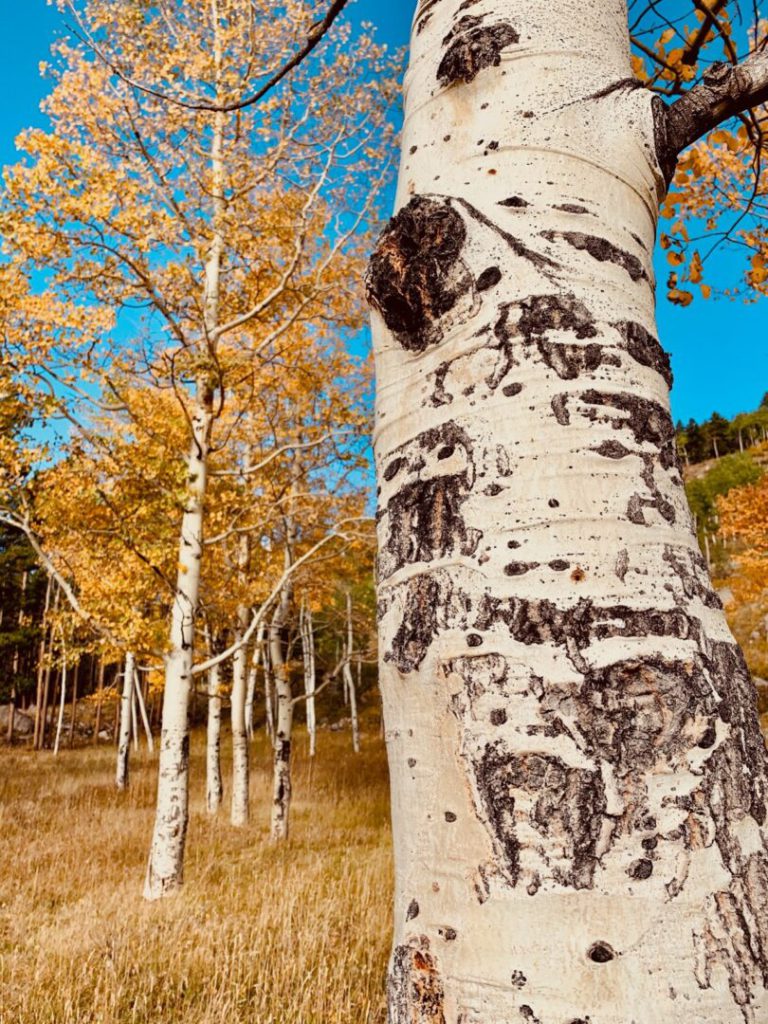 Fall foliage in Colorado