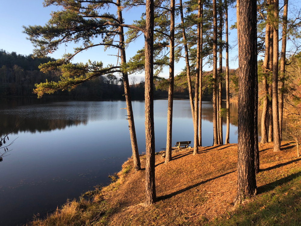 A bench is seen at dusk through pine trees overlooking a deep blue lake.