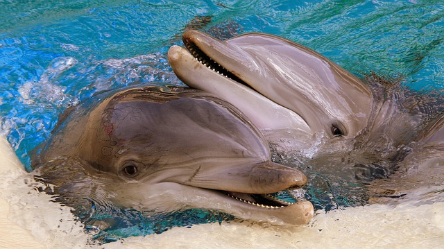 dolphins posing together
