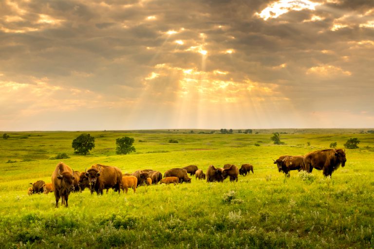 A herd of bison grazes on a vast expanse of green prairie under a cloudy sky with rays of sunlight breaking through.