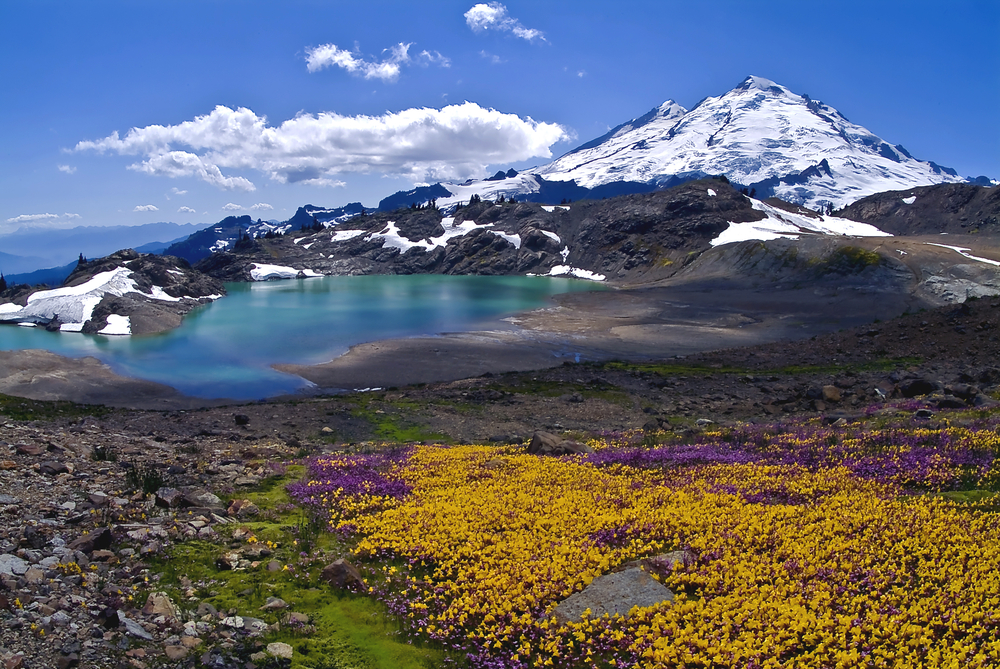 A carpet of purple and gold wildflowers blooms along a mountain lake with a snowcapped mountain in the background