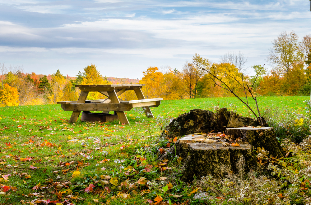A picnic table in a grassy clearing covered with fallen leaves on a cloudy autumn day. A tree stump sits in the foreground.