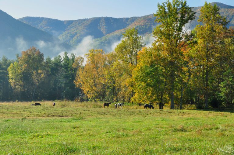 Horses graze on the grass beside tall green trees. Fog and mountaintops peak out above the trees.