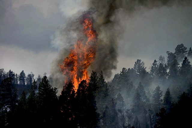A forest fire burns trees in Colorado