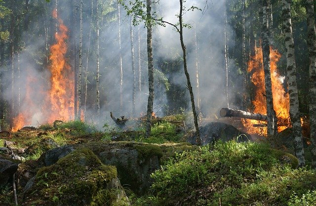 a forest fire leaves charred trees behind