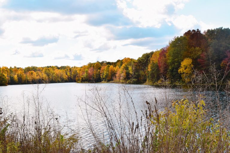 Trees of various fall colors surround a serene lake with plants and branches in the foreground.