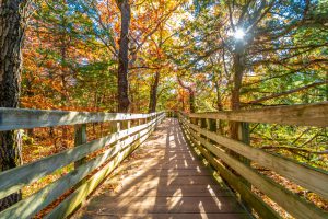 A wooden bridge leads a pathway through tall trees with orange, yellow and green leaves. The sun peaks through the treetops