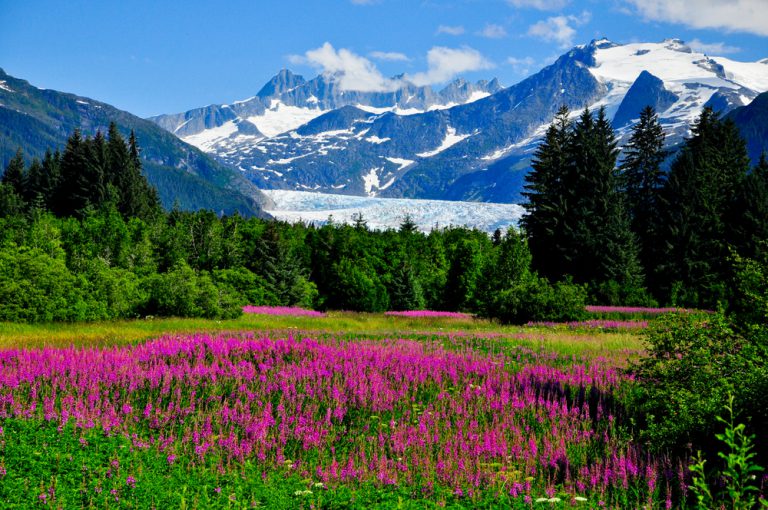 A field of pink flowers surrounded by green trees and snow-capped mountains in the distance