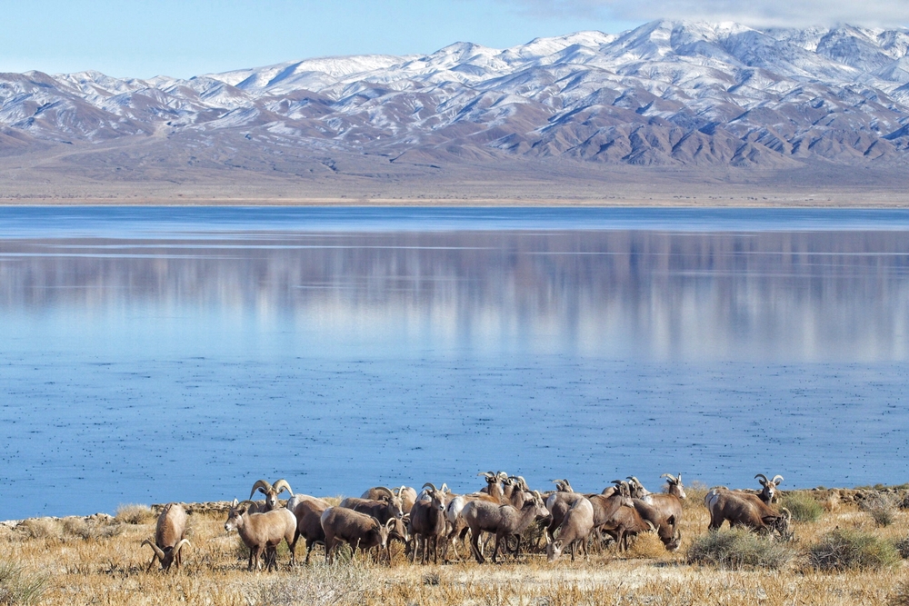 Bighorn Sheep - Walker Lake, NV