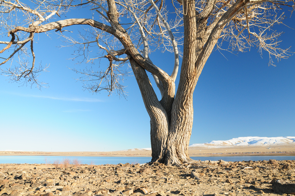 A lone cottonwood tree with twisted trunk stands in the stark landscape of Lahontan Reservoir at Lahontan State Recreation Area in Northern Nevada, United States of America on a sunny winter day.