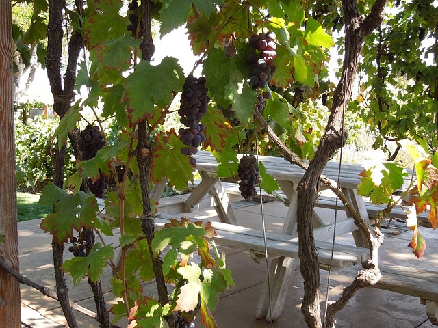 grapes on a vine at a Paso Robles vineyard