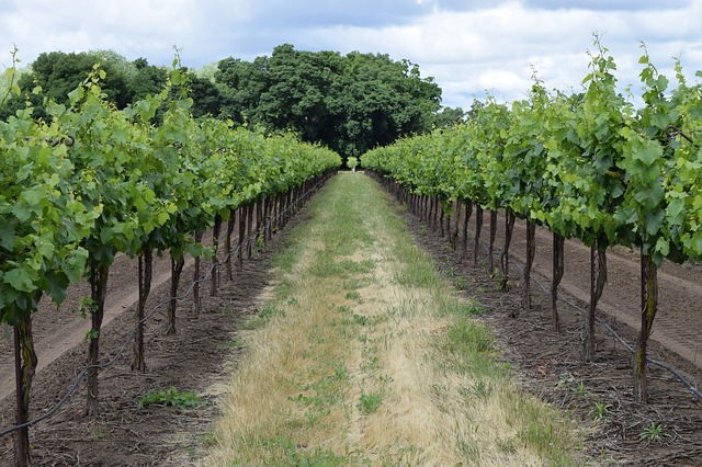 a row of grapevines stretching into the distance