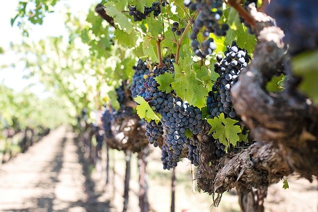 purple grapes hanging from a vine at a vineyard