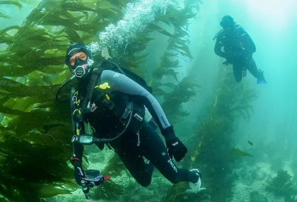 Two scuba divers swim among seaweed