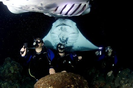 Scuba divers visited by large manna rays