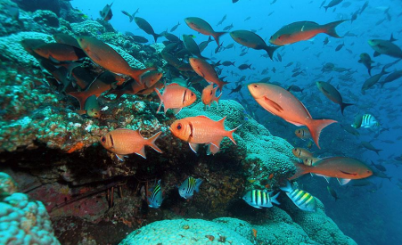 Tropical fish swimming near coral reefs