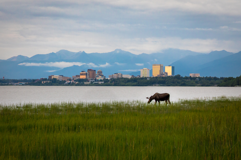 A moose grazes in a field of tall grass next to a lake. A cityscape sits on the far shore in front of snow capped mountains.