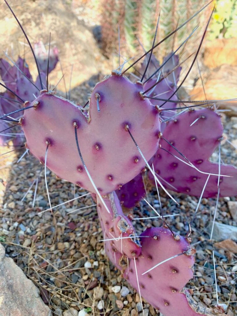 Heart shaped cacti