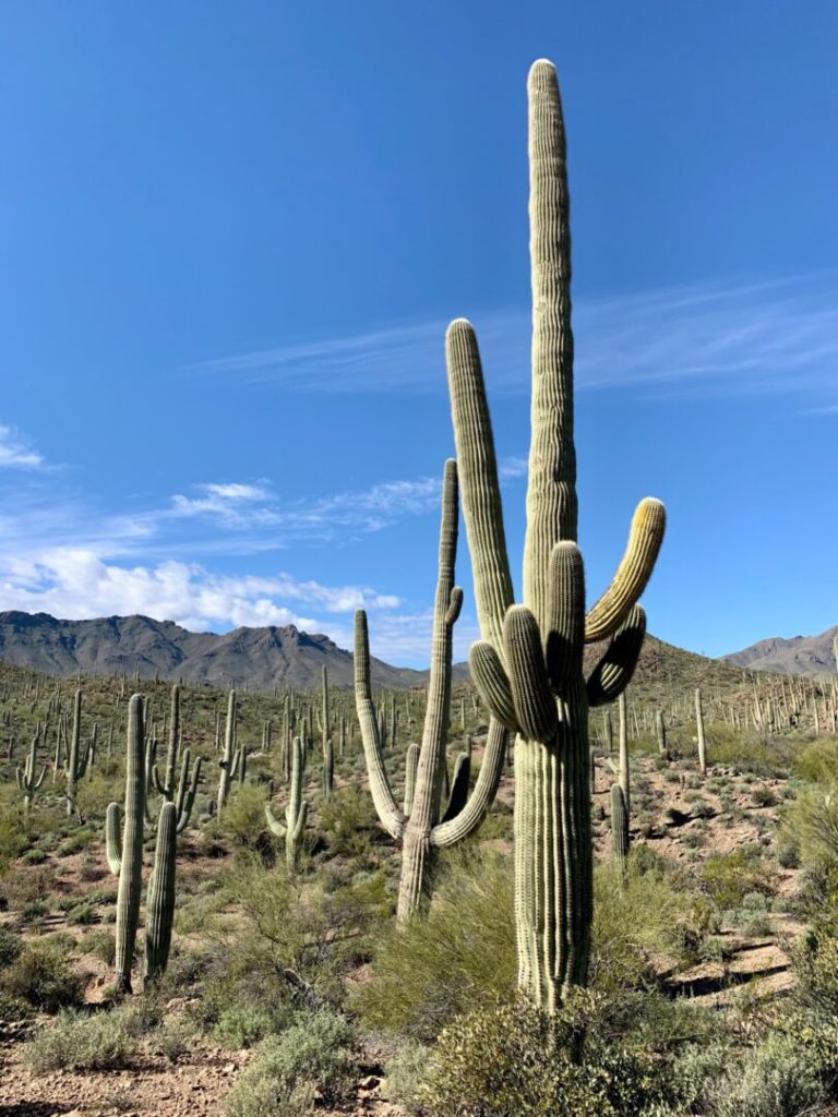 Desert landscape with cacti