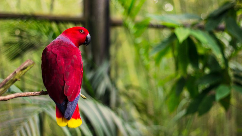 Bird at the North Carolina Zoo