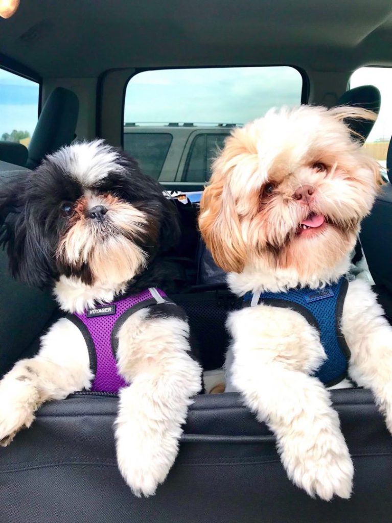 Two shih tzus pose in the seat of a car